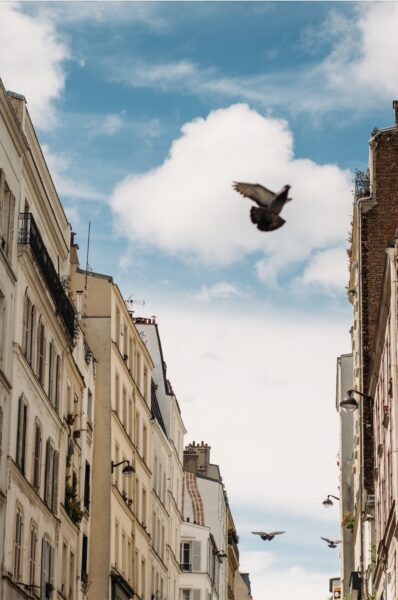 Bird flying over Paris rooftops