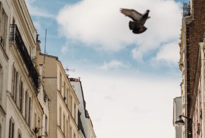 Bird flying over Paris rooftops