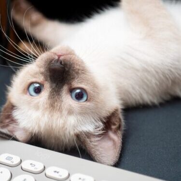 Photo by Olivllr Wang A cat laying on its back next to a keyboard