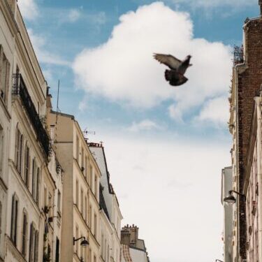 Bird flying over Paris rooftops