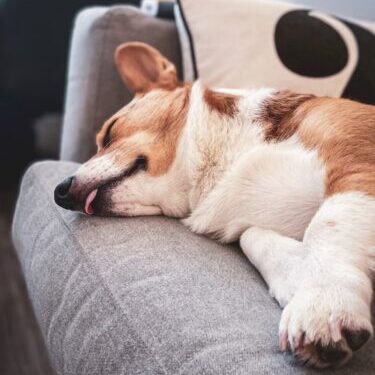 Tired Dog on Sofa